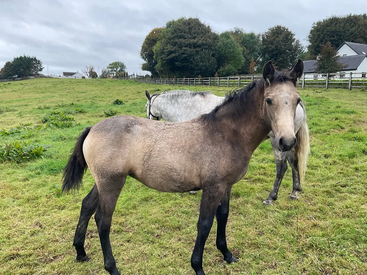 2 Connemara filly foals one 15 year old mare - Image 2