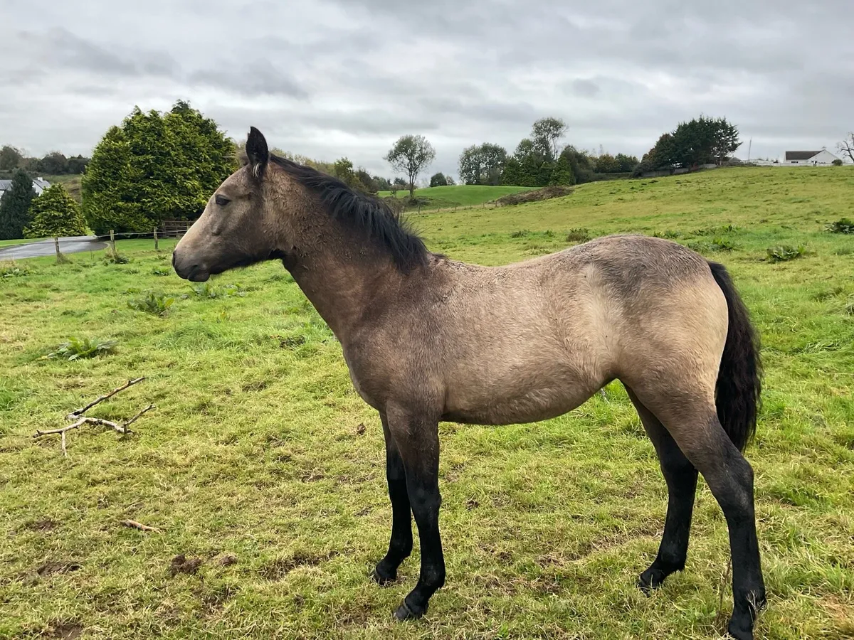 2 Connemara filly foals one 15 year old mare - Image 3