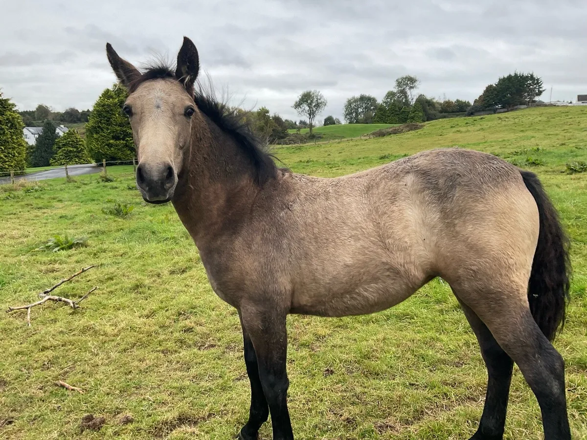 2 Connemara filly foals one 15 year old mare - Image 4