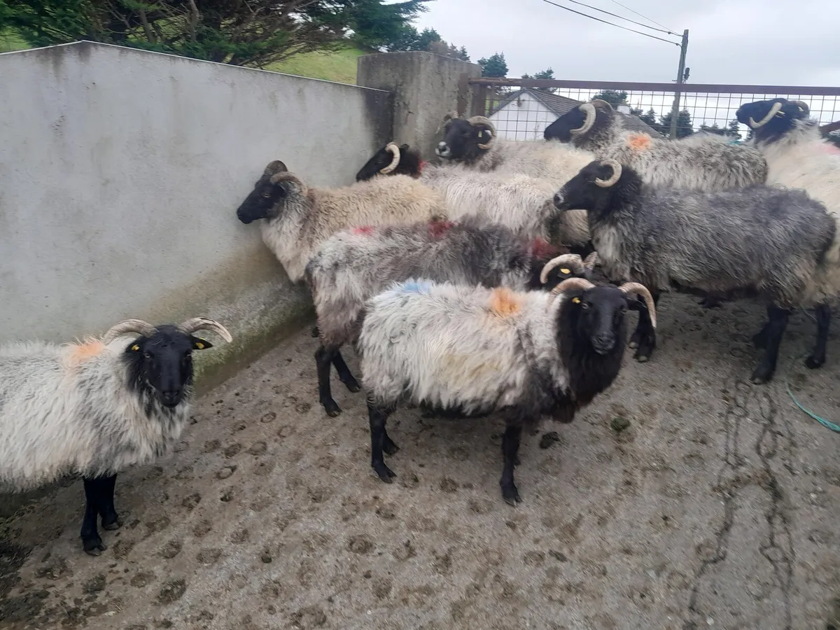 Mountain ewes - Image 1