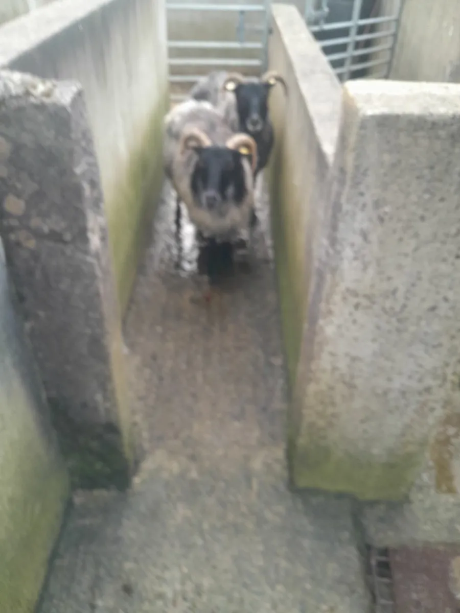 Mountain ewes - Image 2