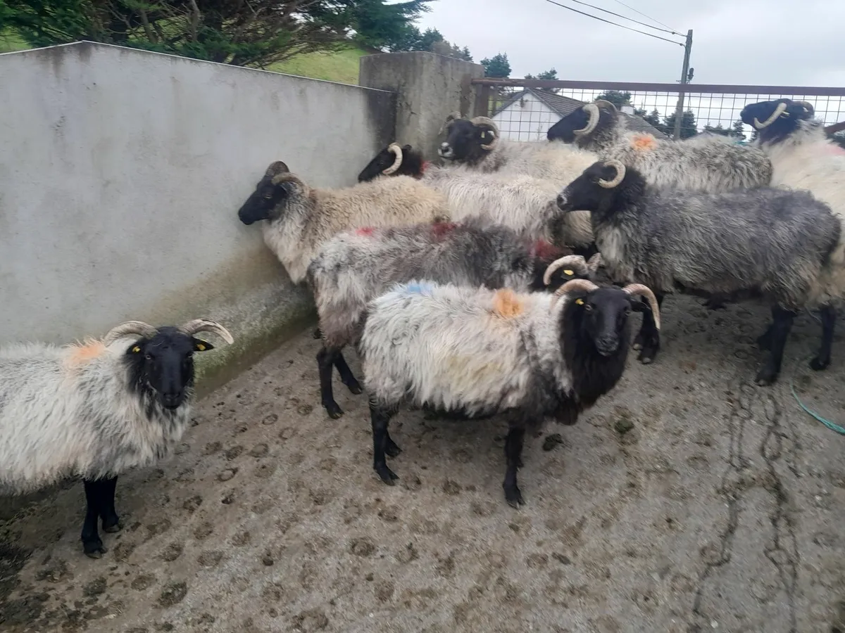 Mountain ewes - Image 3