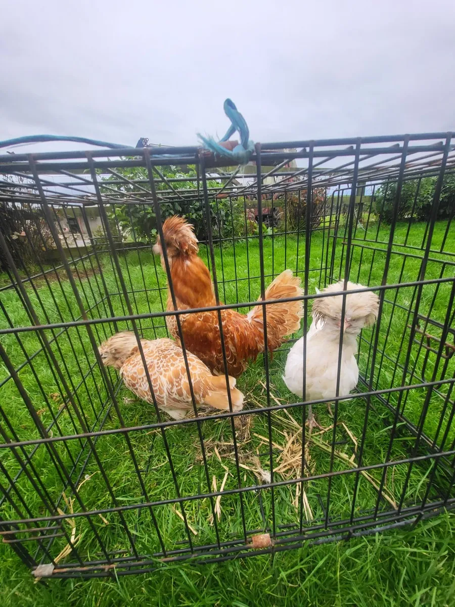 Show quality stock - Image 3