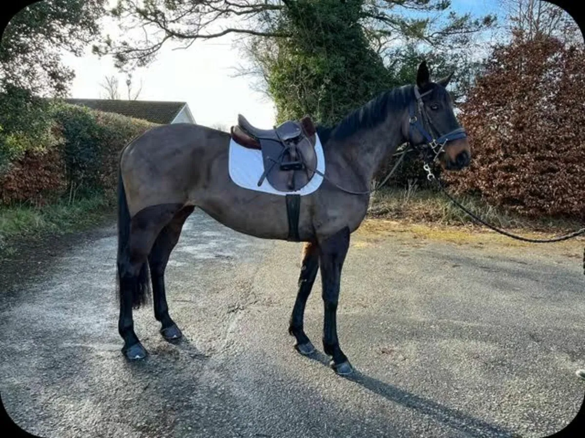 10 yr old ISH Mare - Image 2