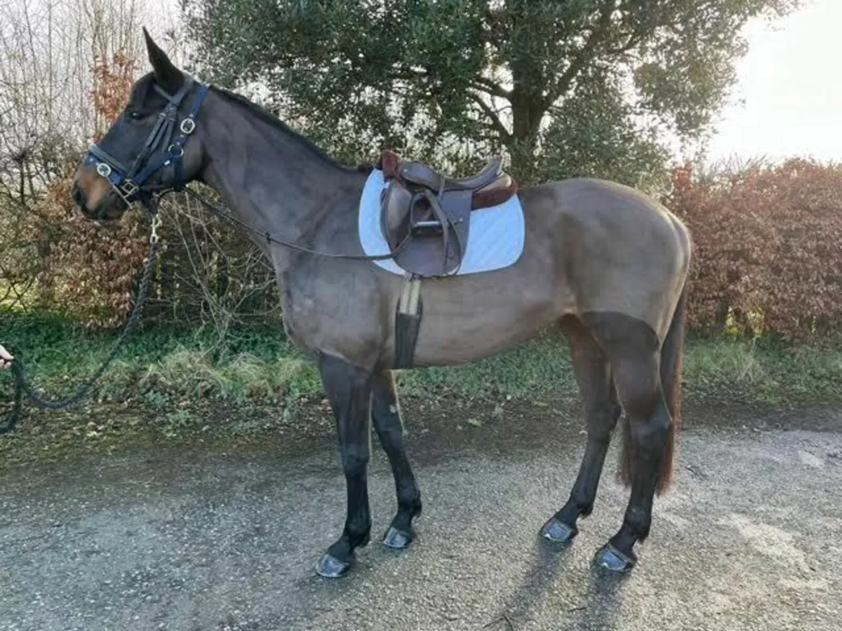 10 yr old ISH Mare - Image 3