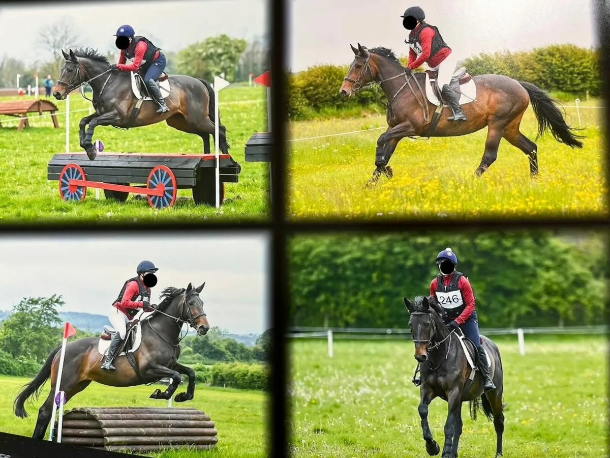 10 yr old ISH Mare - Image 4