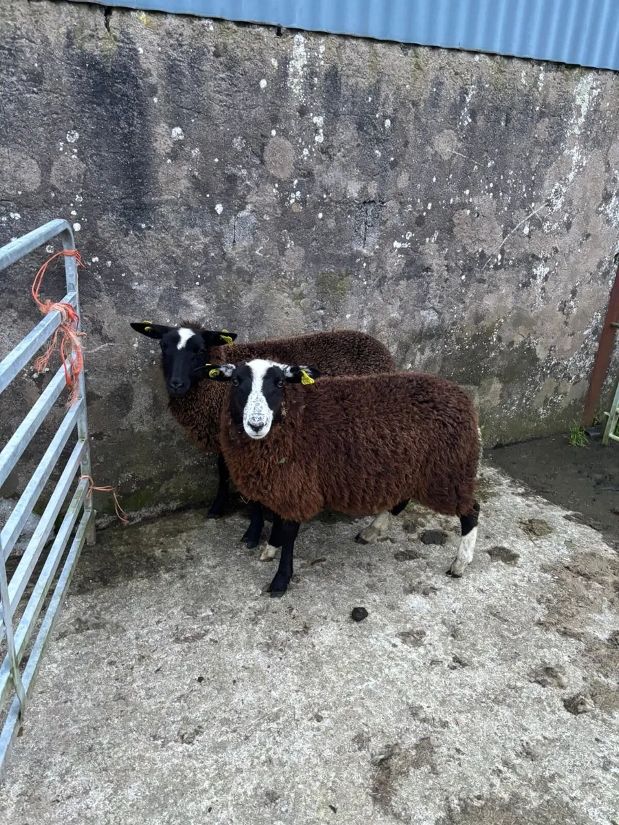 Zwarble x Ewe Lambs - Image 1