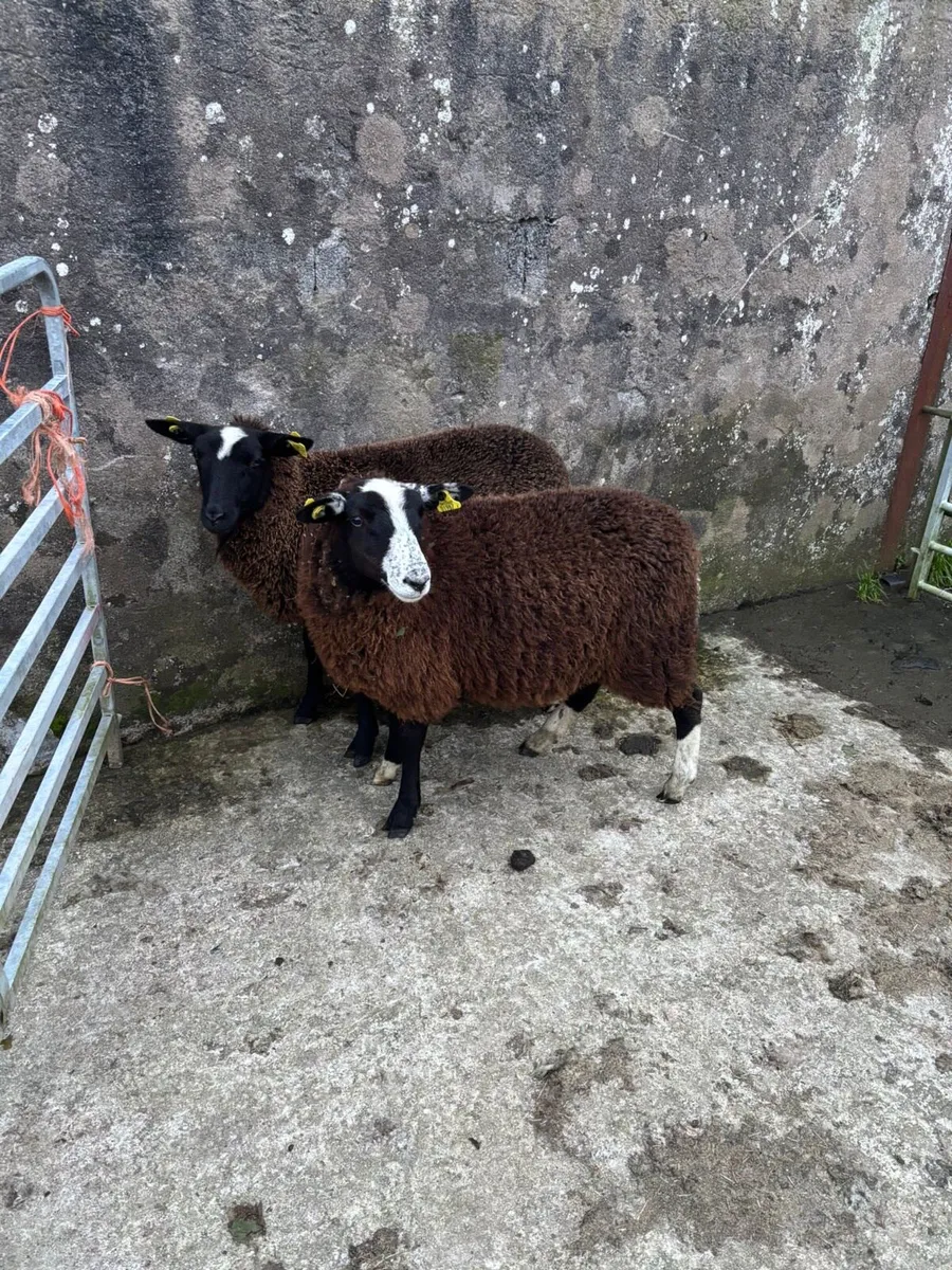 Zwarble x Ewe Lambs - Image 2