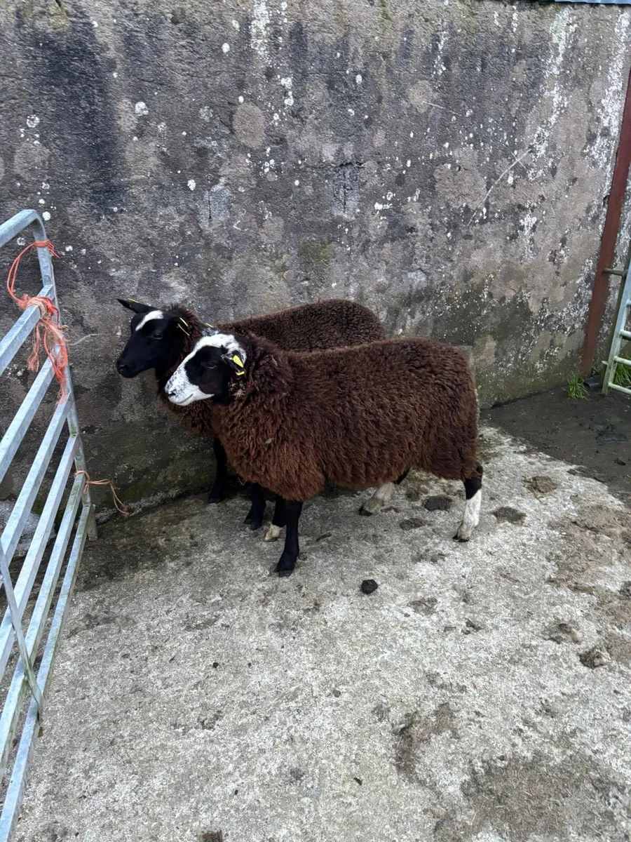 Zwarble x Ewe Lambs - Image 3