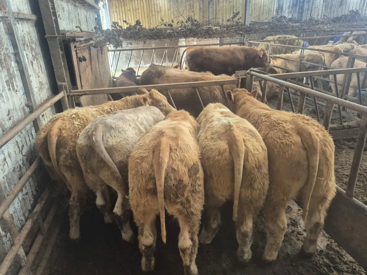 8 Smashing Bullock's 350 kgs - Image 1