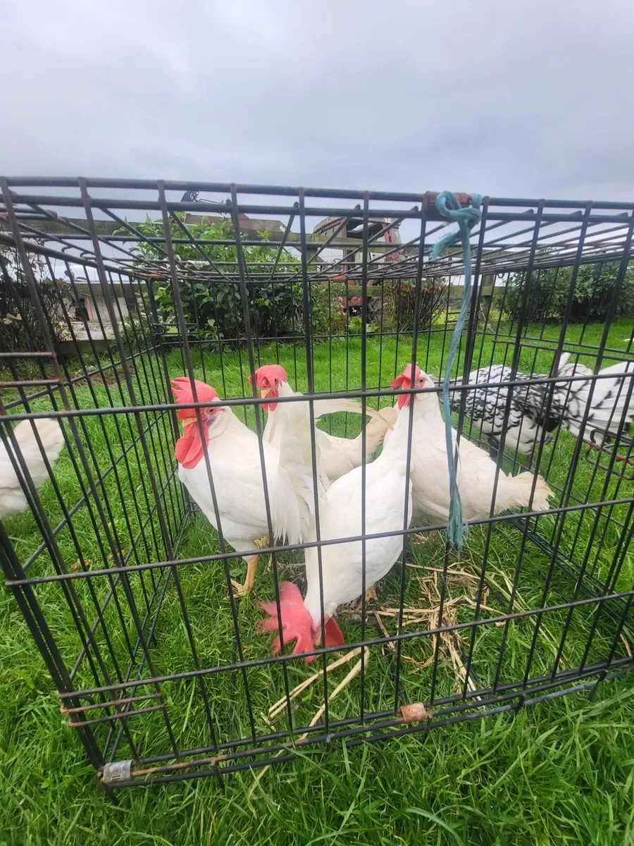 Show quality stock - Image 4