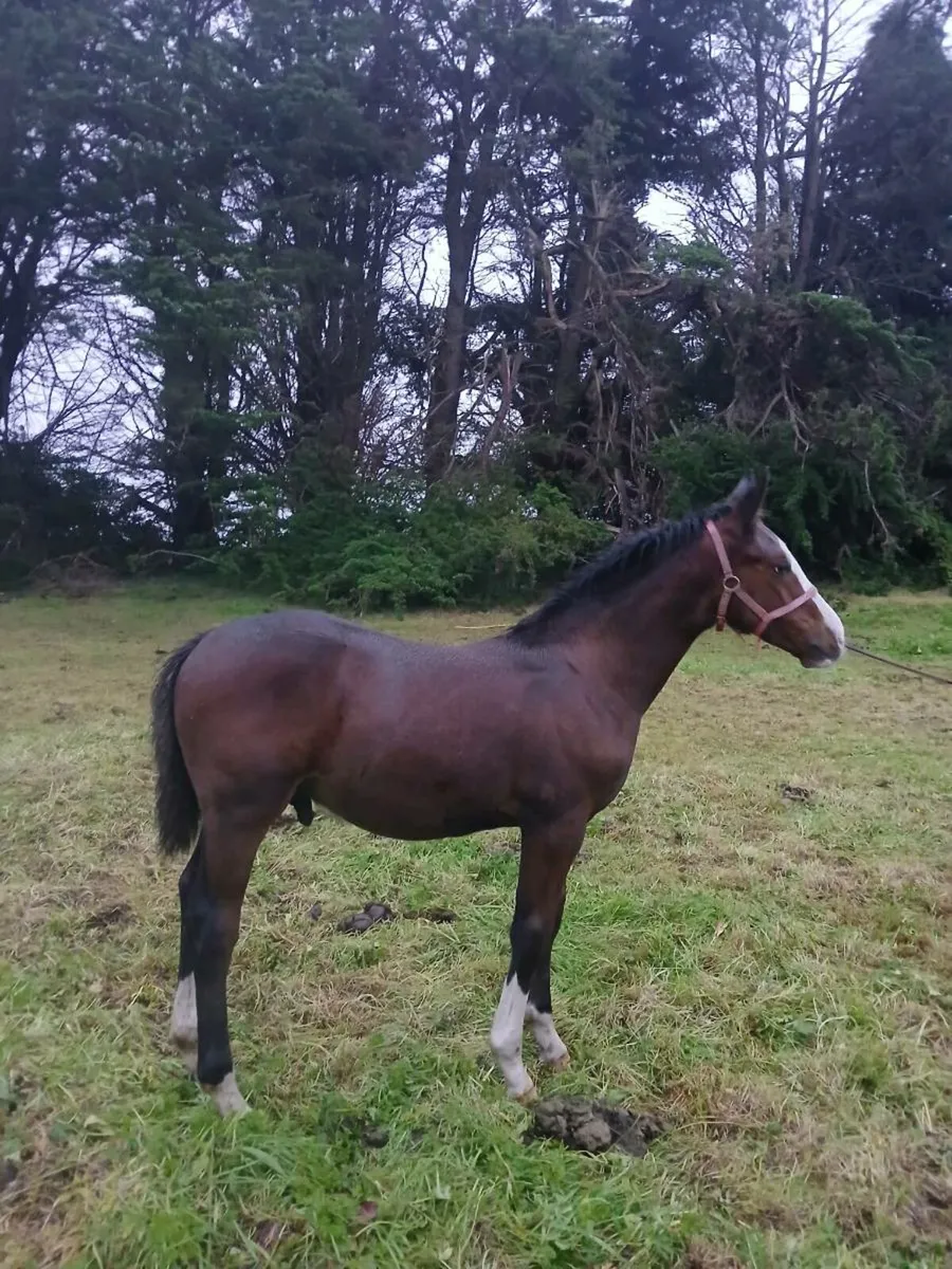 Colt Foal - Image 1