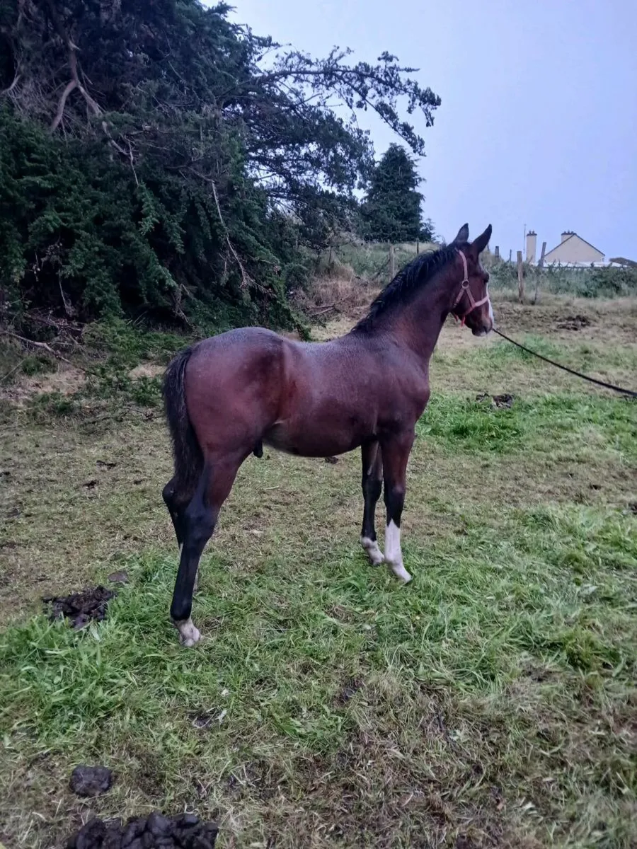 Colt Foal - Image 2