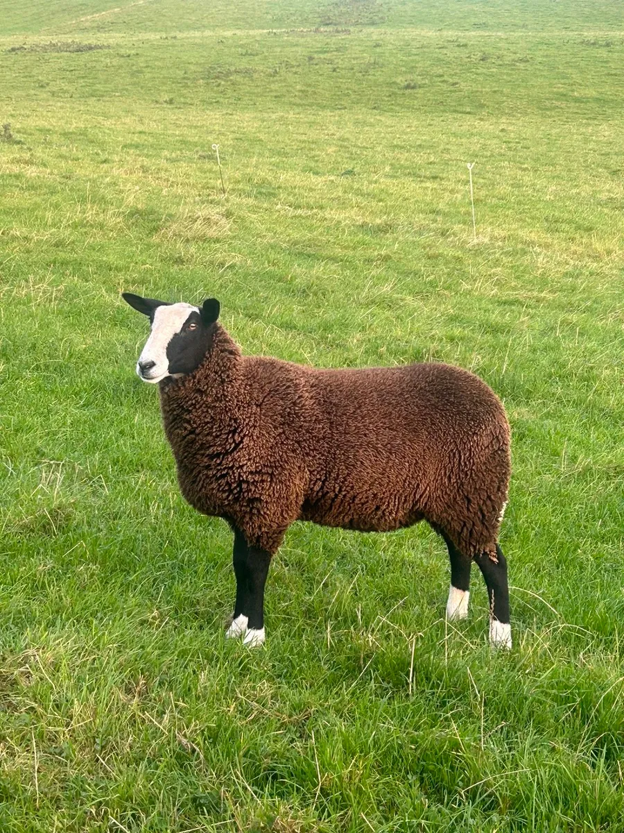 Zwartble ewe lambs - Image 4