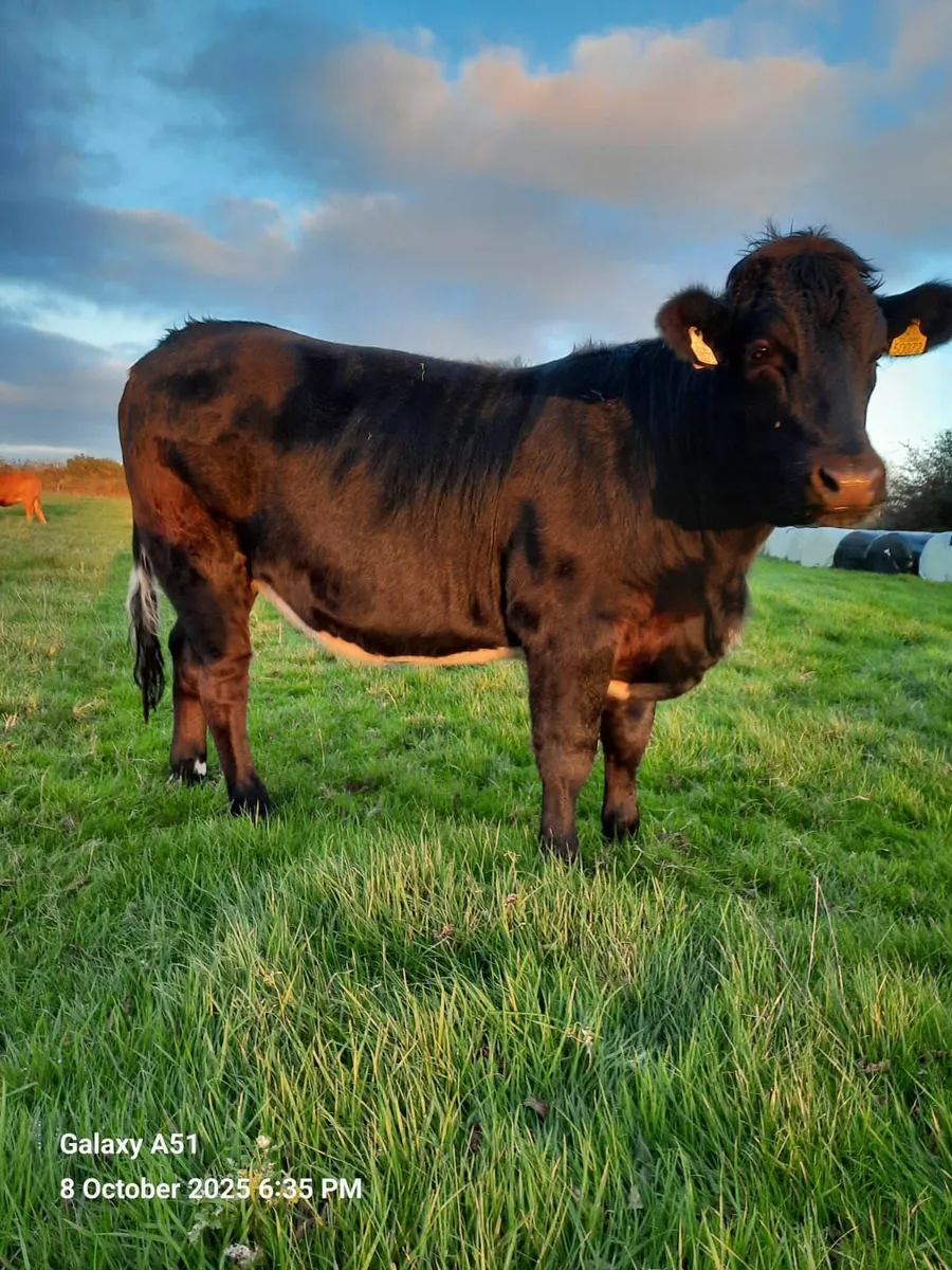 Limousin Heifer - Image 1