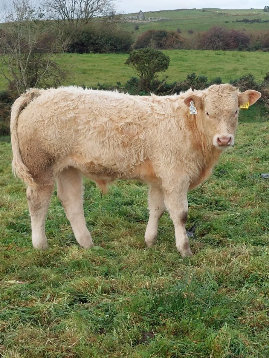 6 Full Organic AI Bred Bull Weanlings - Image 1