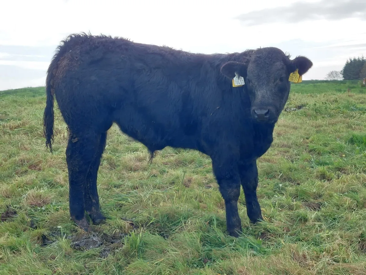 6 Full Organic AI Bred Bull Weanlings - Image 2