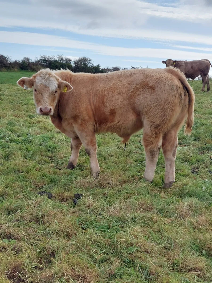 6 Full Organic AI Bred Bull Weanlings - Image 3
