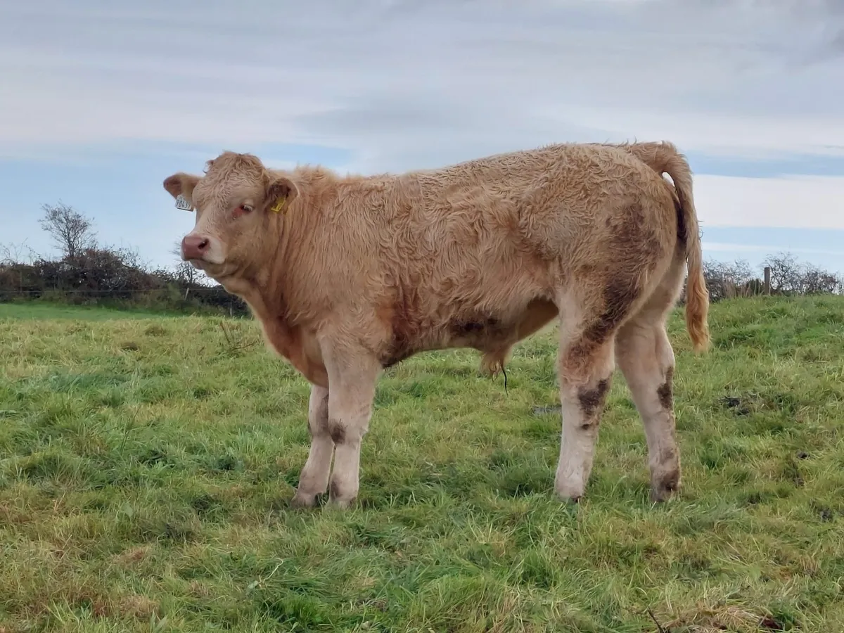 6 Full Organic AI Bred Bull Weanlings - Image 4