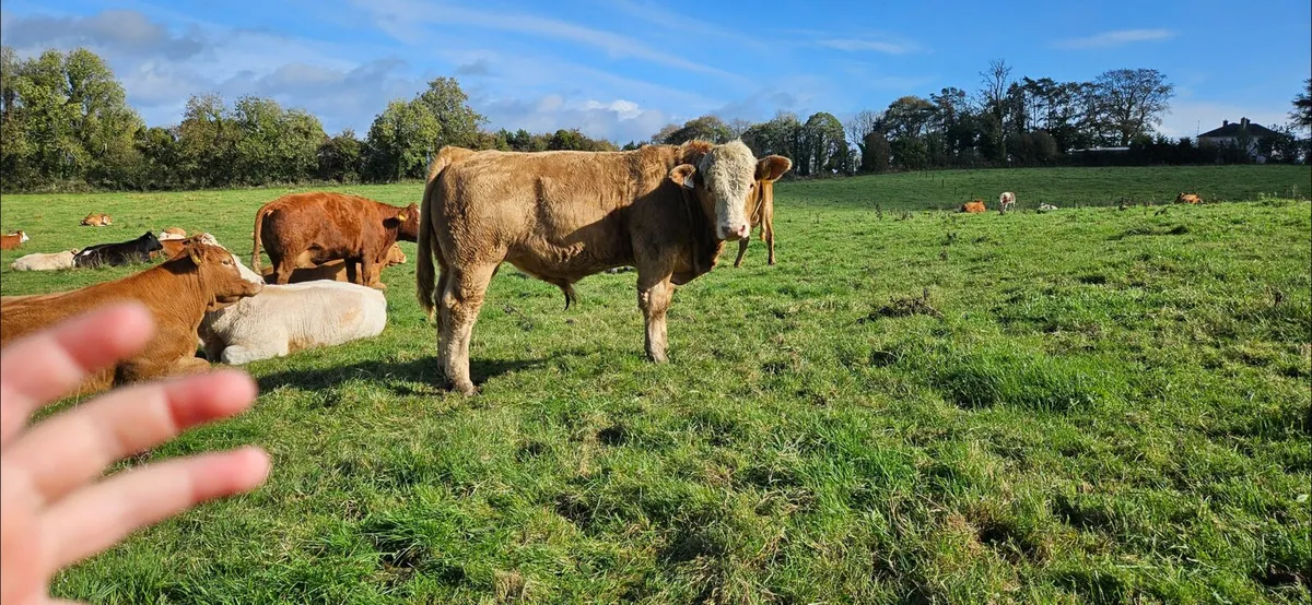 Fully vaccinated weanlings - Image 1