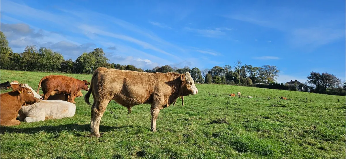 Fully vaccinated weanlings - Image 2