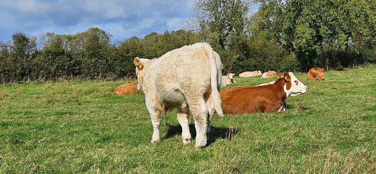 Fully vaccinated weanlings - Image 3