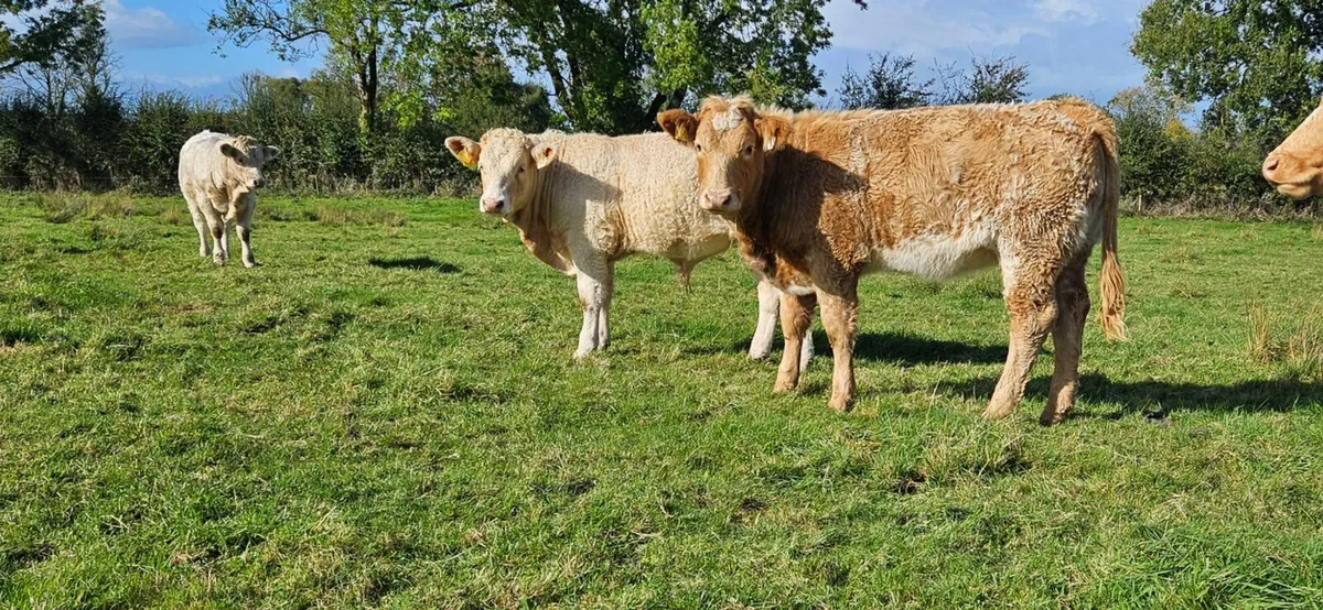 Fully vaccinated weanlings - Image 4