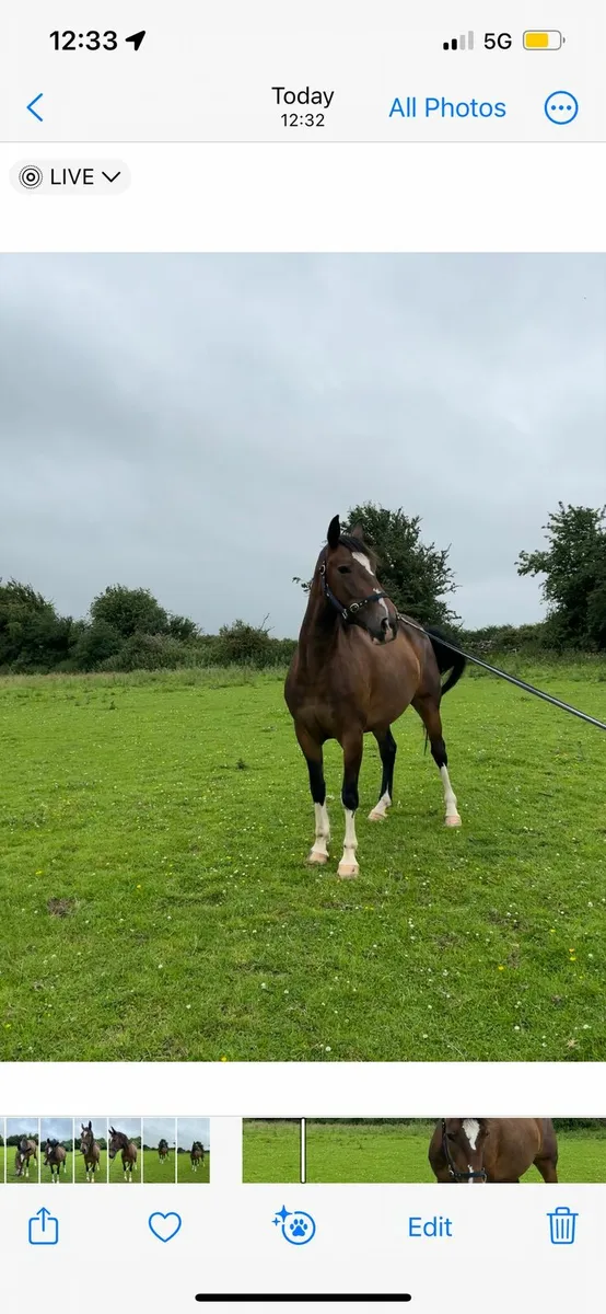 Filly - Image 2