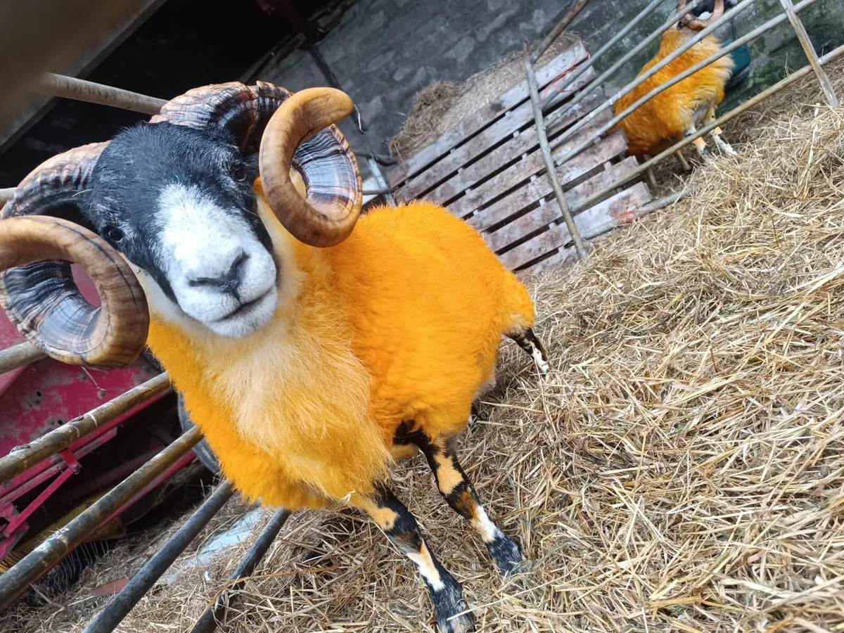 Ram Sale Friday 10th October - Image 3