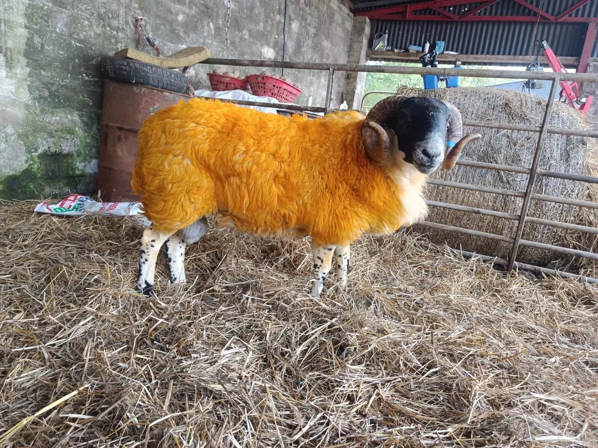 Ram Sale Friday 10th October - Image 4