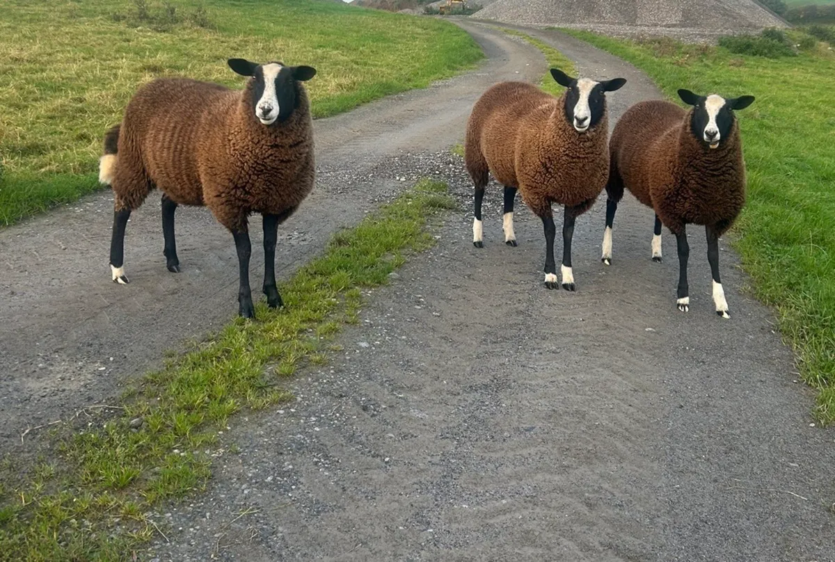 Zwartble ewe lambs - Image 2