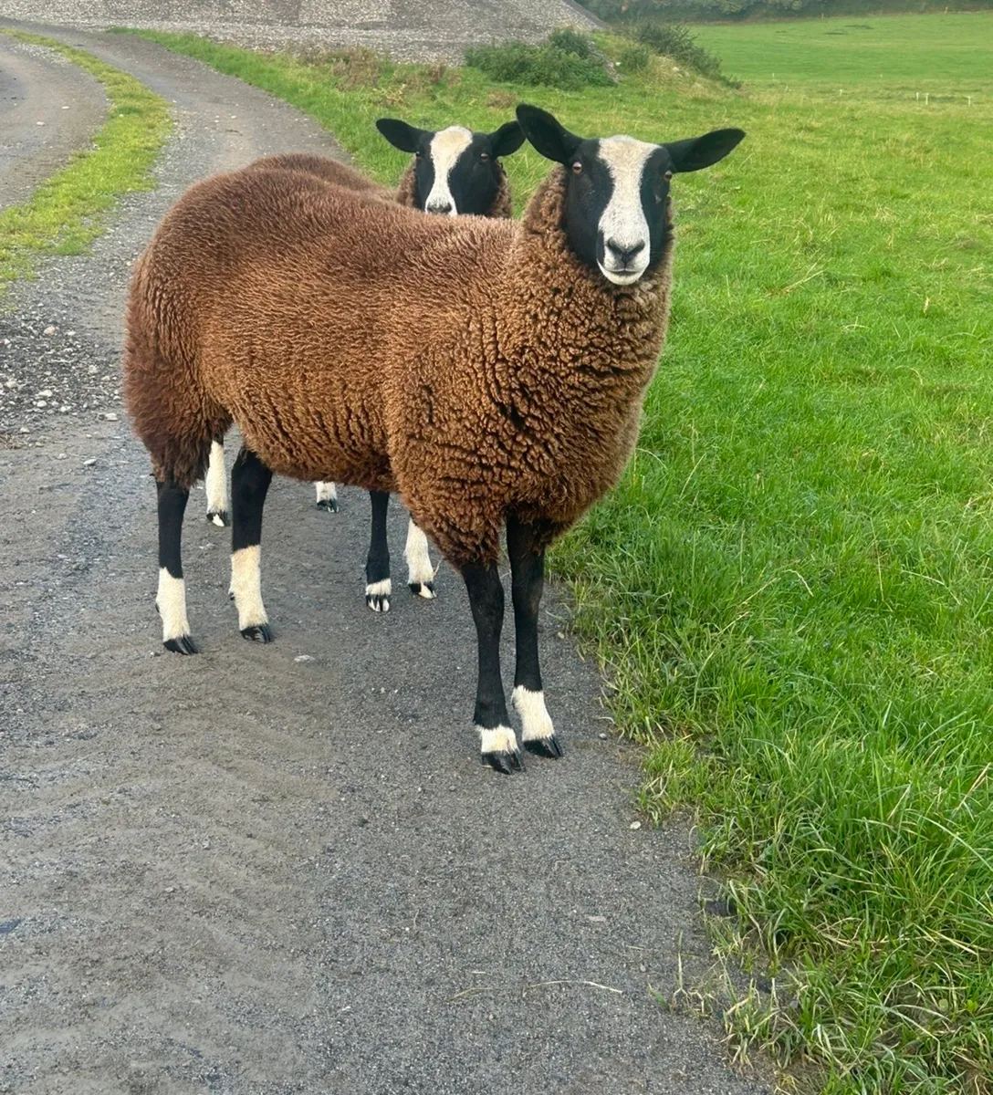 Zwartble ewe lambs - Image 1