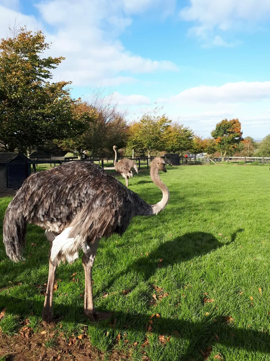 Ostriches - Image 1