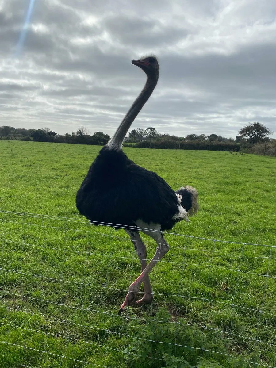 Ostriches - Image 2