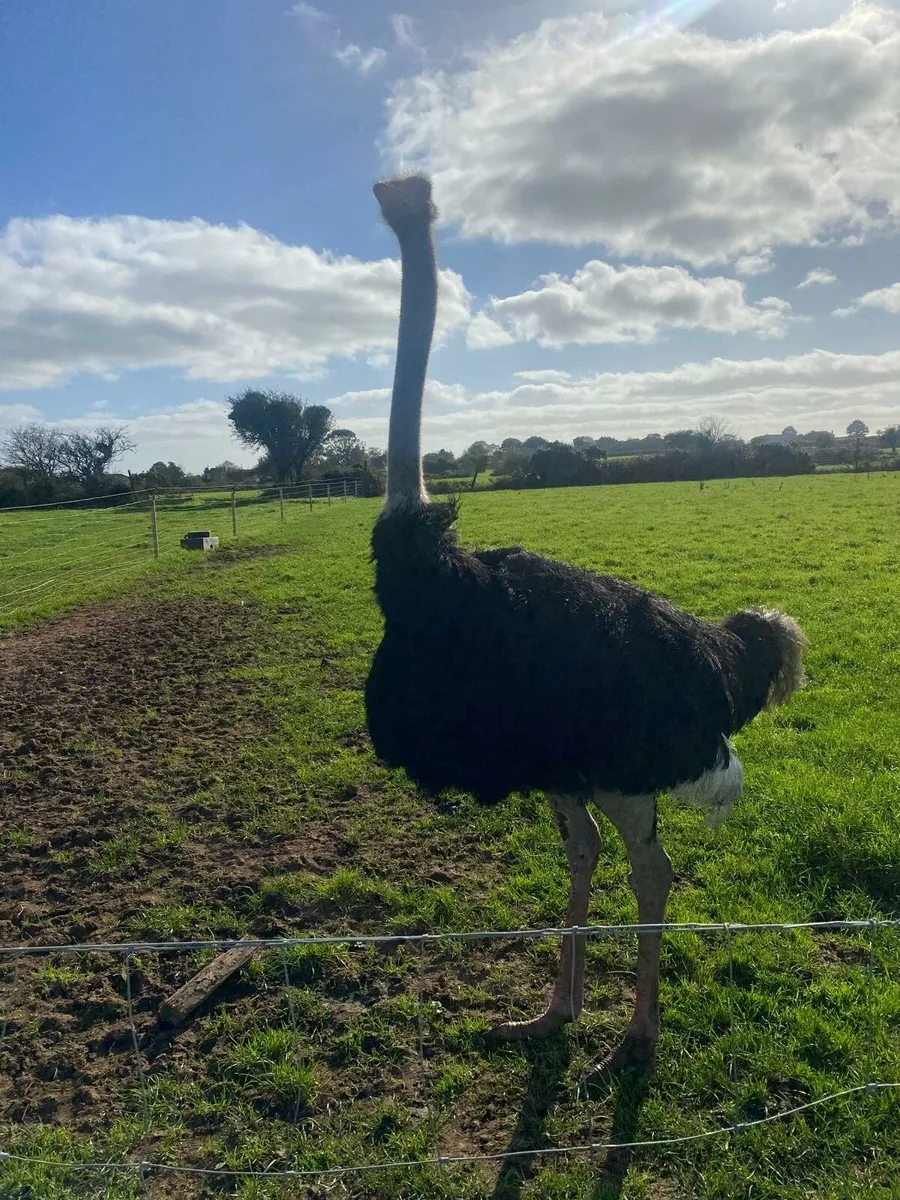 Ostriches - Image 3
