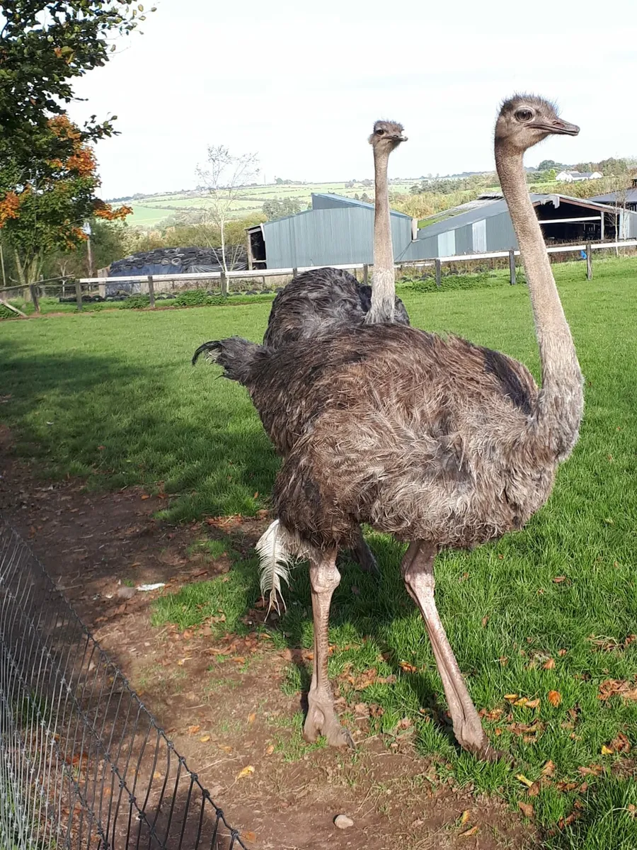 Ostriches - Image 4
