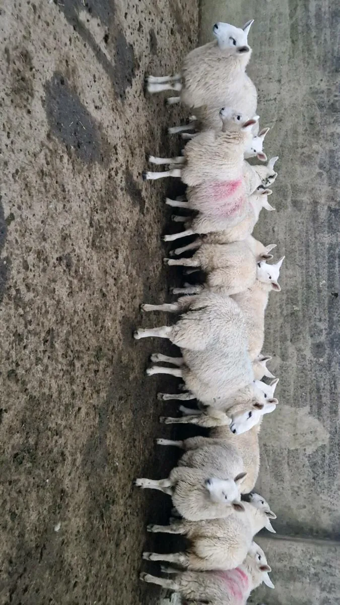 14 Cheviot ewe lambs