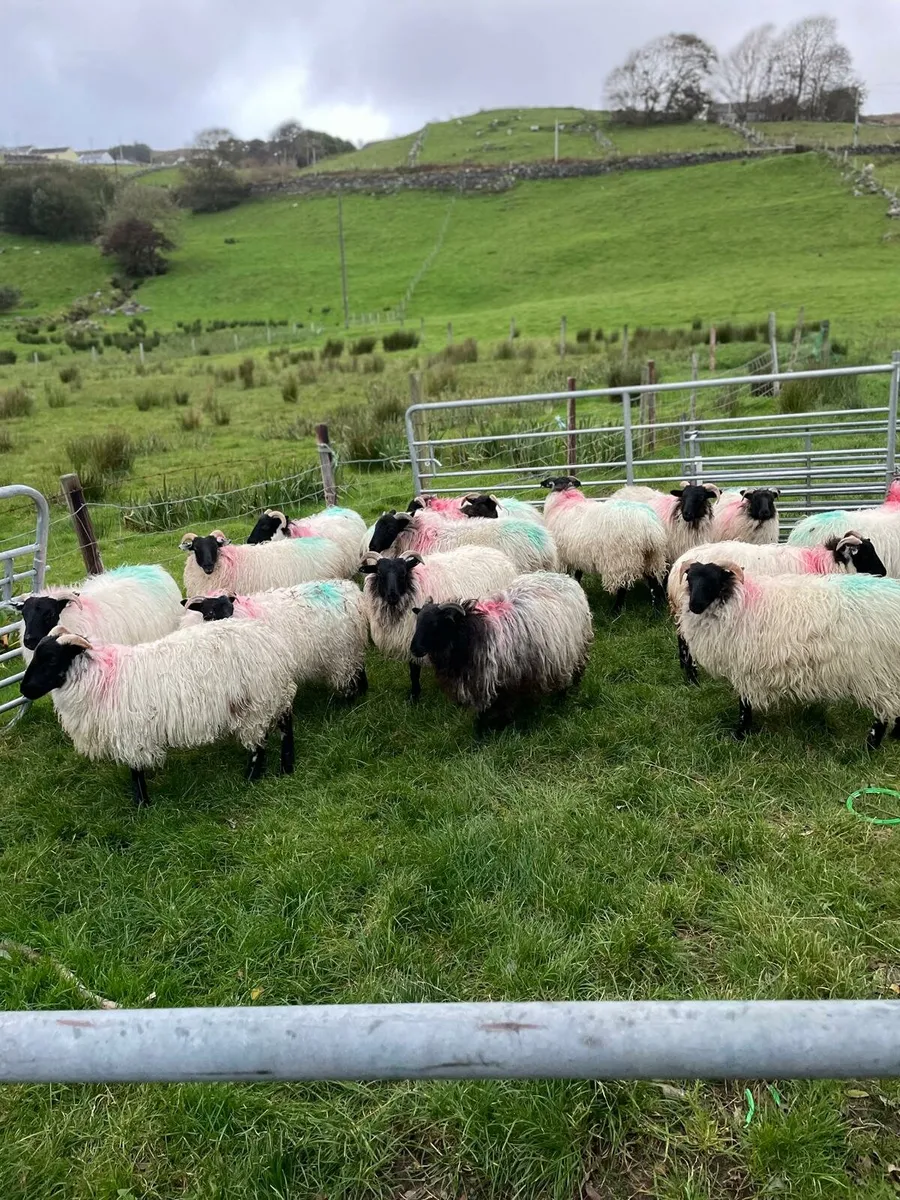 Sheep - Image 1