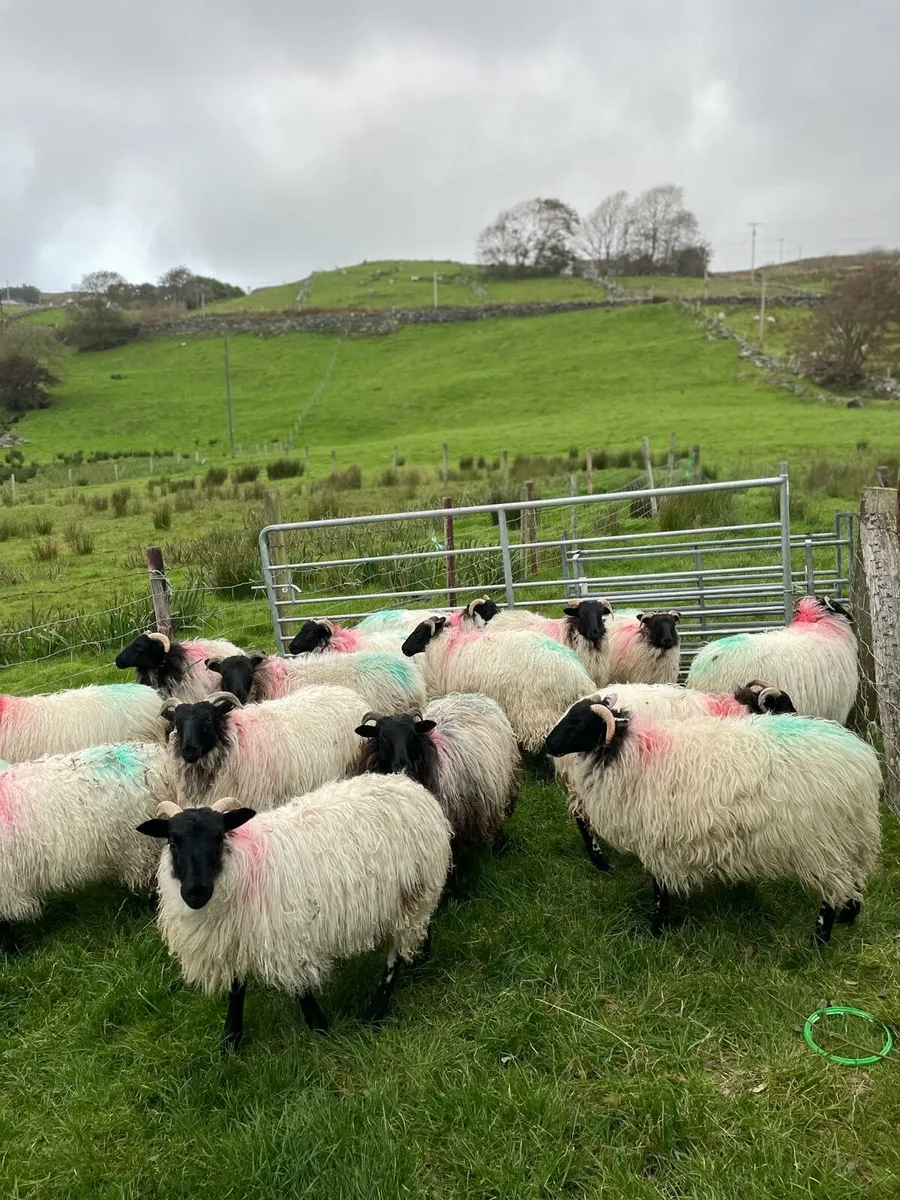 Sheep - Image 2