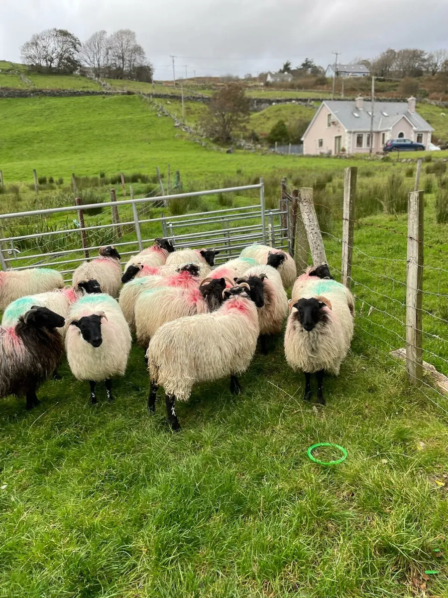 Sheep - Image 3