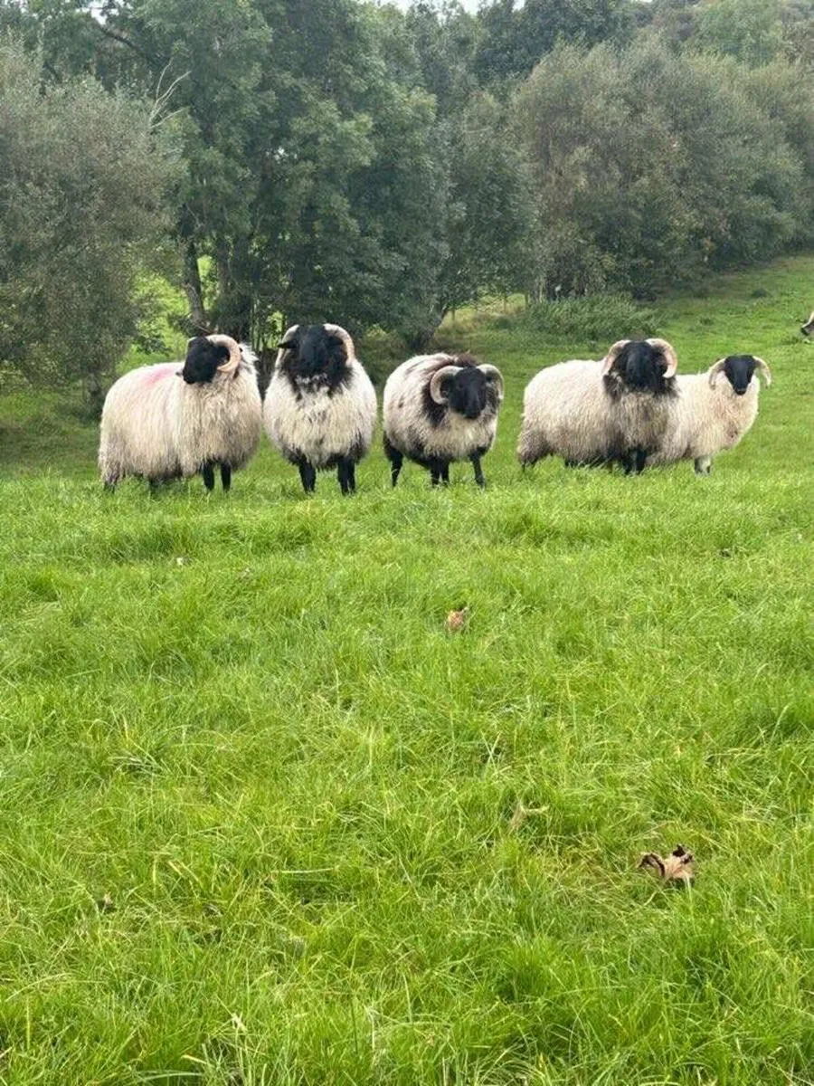 Ram Sale Friday 10th October - Image 2