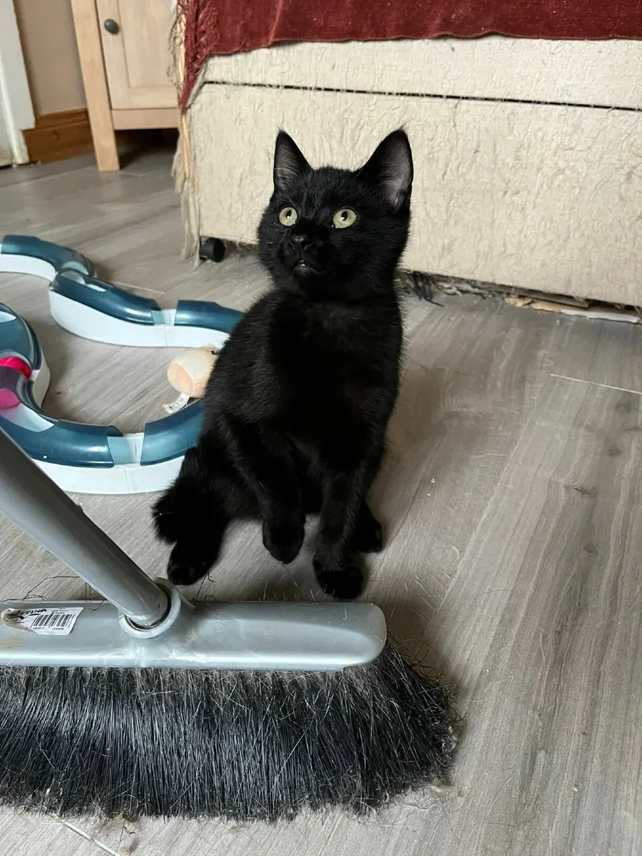 2 rescue kittens - Image 2