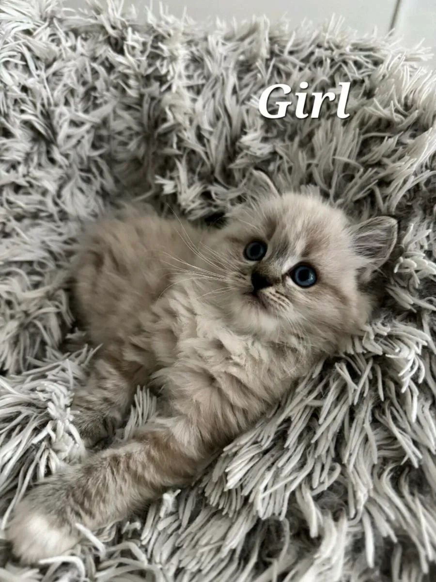 Ragdoll British - Image 1
