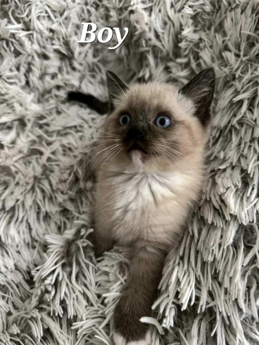 Ragdoll British - Image 2