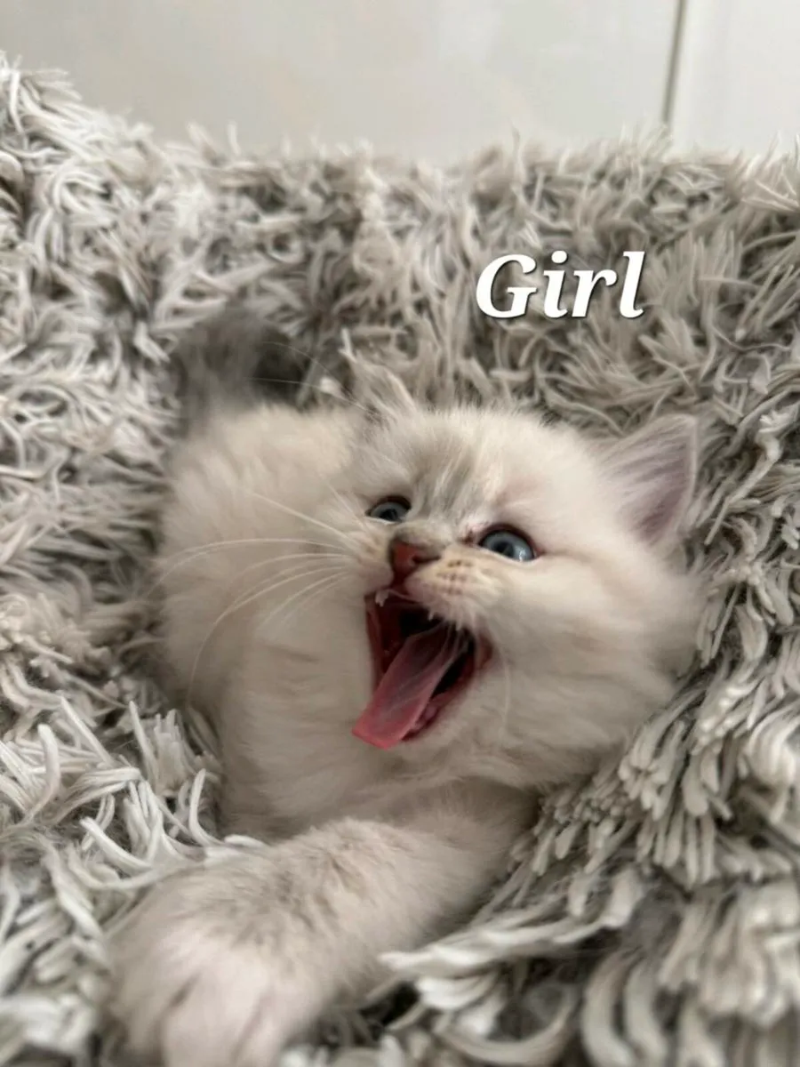 Ragdoll British - Image 3