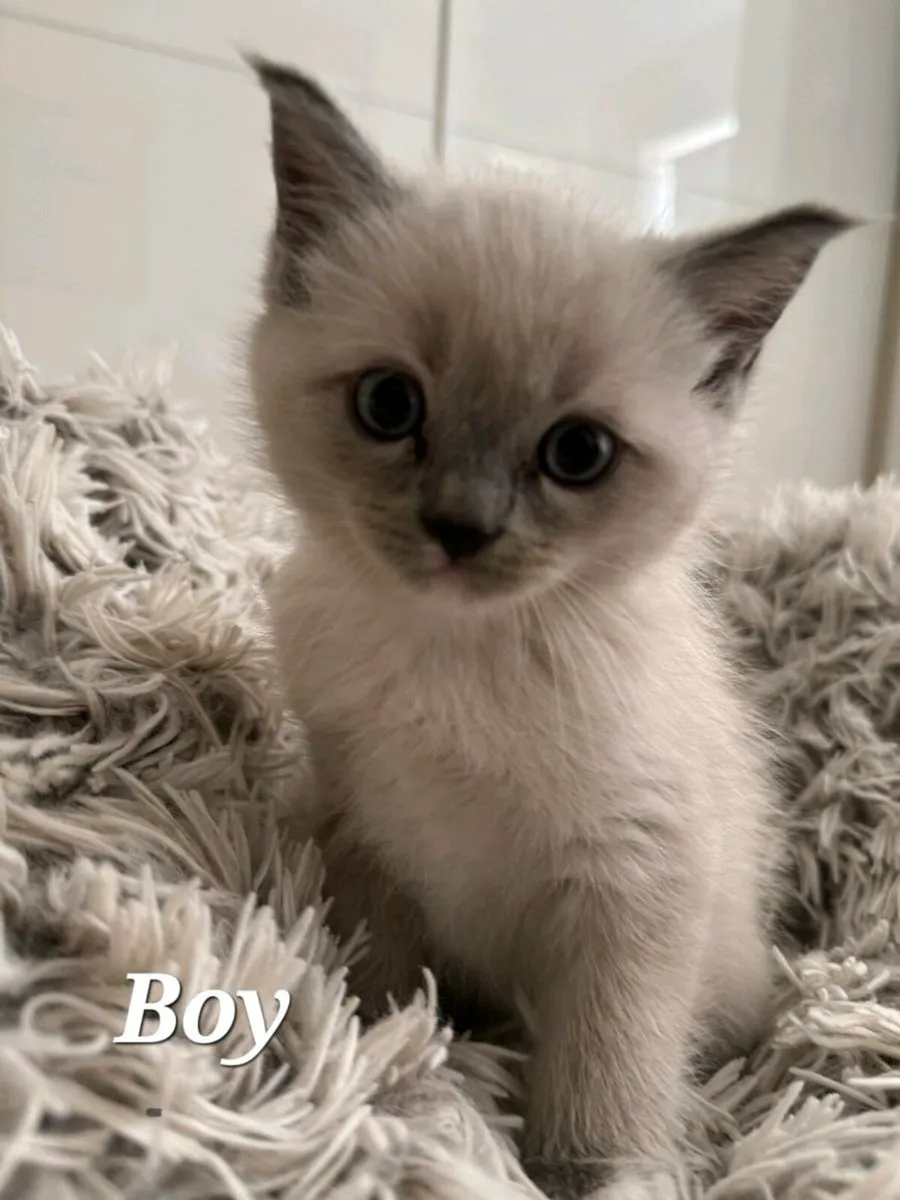 Ragdoll British - Image 4