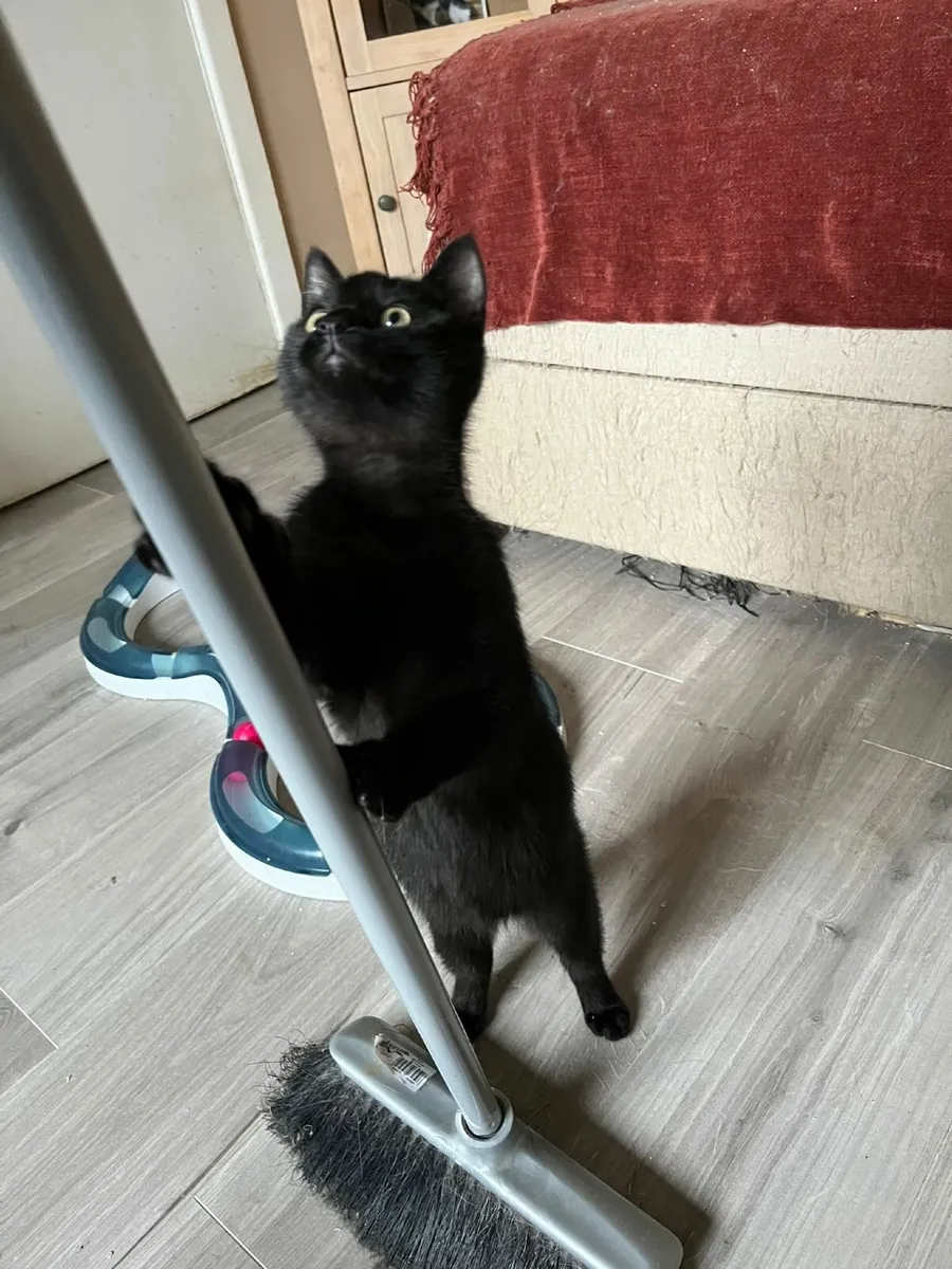 2 rescue kittens - Image 3