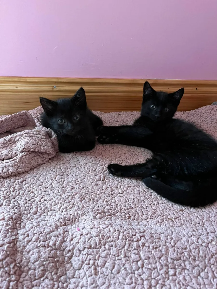2 rescue kittens - Image 4
