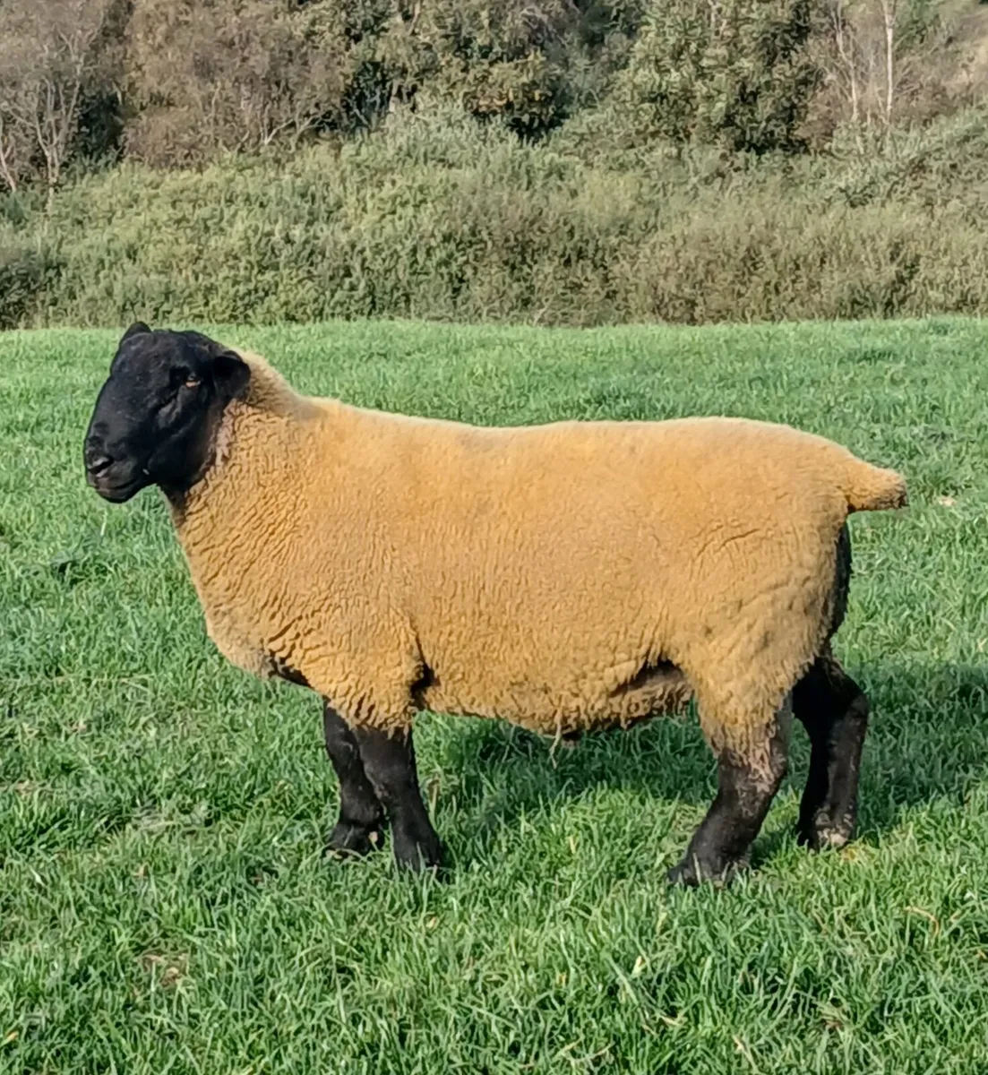Sulfolk  hogget  rams - Image 1