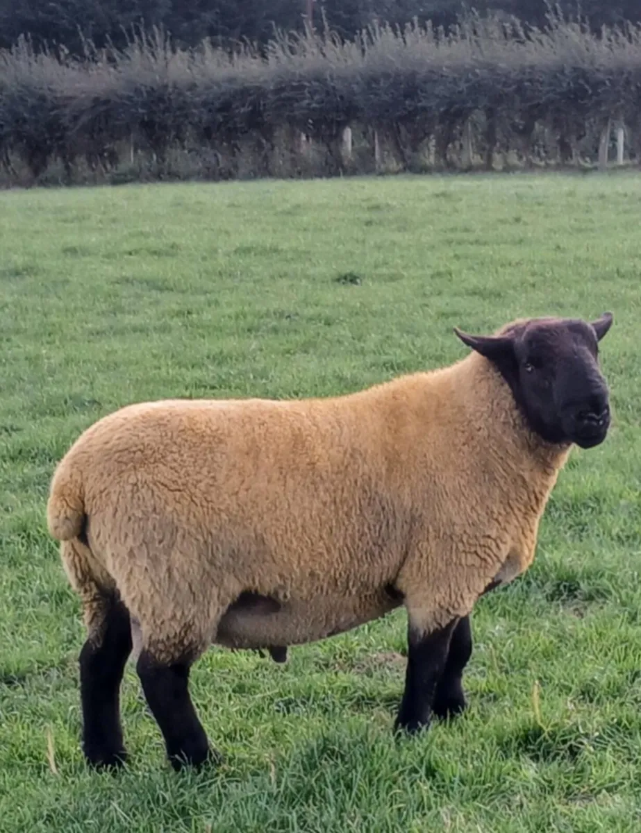 Sulfolk  hogget  rams - Image 2